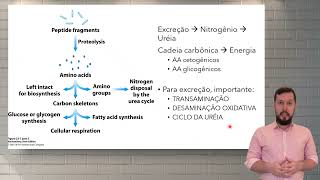 Compostos nitrogenados e Catabolismo de aminoácidos [upl. by Mathia]