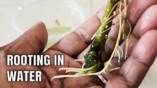 Rooting and Propagation of Mulberry Tree Cuttings in Water  Update [upl. by Meggi]