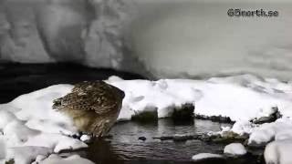 Blakistons Fish Owl Hokkaido [upl. by Llekim]