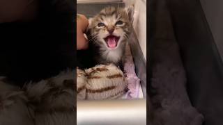 Kittens Meowing and Puppy Caring [upl. by Negem]