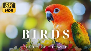 Colorful Birds In The Wildlife  The Color of Birds in 8K HDR [upl. by Schofield471]