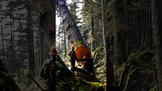 MAN SAWING BIG TREE wood sawwood stihl 37 [upl. by Sigfried578]