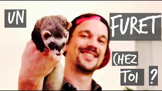 UN FURET CHEZ TOI   TUTO TOOPET [upl. by Draude]