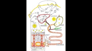 Lipid digestion 2 [upl. by Horace355]