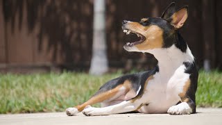 Basenjis on a Wednesday  May 16 2024 [upl. by Ylrbmik110]