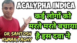 Acalypha indica 30 uses in homeopathy [upl. by Howland630]