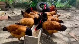 Vorwerk chicken breed  vorwerk chickens  beautiful chicken  vorwerk farming [upl. by Eux]