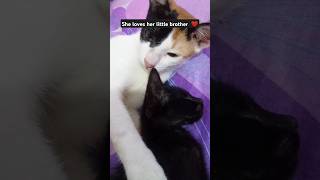 She loves her little brother ❤️❤️❤️catkittencatlover fypシ゚viral shorts [upl. by Aissej]