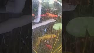 Koi fish in slow mo [upl. by Coop]