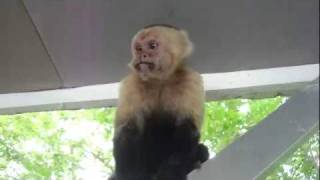 Up Close with WhiteFaced Capuchin Monkeys in Costa Rica [upl. by Ettennaj]