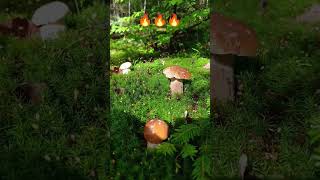 🔥🔥🔥🍄‍🟫🍄‍🟫🍄‍🟫pilze fungi mushroom shorts boletus nature грибы porcini houby huby грибочки [upl. by Targett]