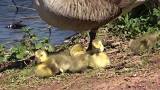 Kings Mill Reservoir  Aerial Footage [upl. by Aneba]