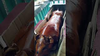 Wow pork lechon crunchy and so yummy 😋🤤food shortvideo [upl. by Llyrpa]