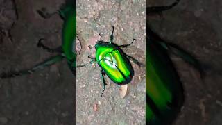 Green Beetle insects beetle bugs animals nature insectworld green insectopedia123 [upl. by Kaile]