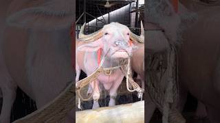 Huge Huge Pink Buffalo bulls Getting Showered  Buffalo Farming 2024 [upl. by Tracie]