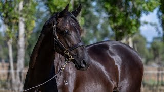 Lot 99 Alpine Eagle x Request Colt from Armidale Stud [upl. by Eirojam14]