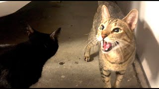 STRANGE CAT ENTERED GARAGE CATS INVESTIGATE 🐾 [upl. by Biagio]