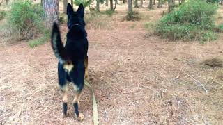 Bicolor German Shepherd  Working Line [upl. by Lseil]