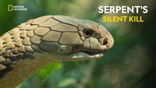 Serpents Silent Kill  Worlds Deadliest Snakes  हिंदी  Full Episode  S1  E1  Nat Geo [upl. by Amling]