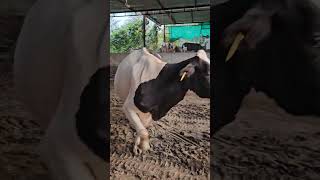 cow gujarat heifers dairyfarm farm absheifer [upl. by Ot]