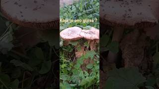 Koja je ovo gljiva [upl. by Yoshi]