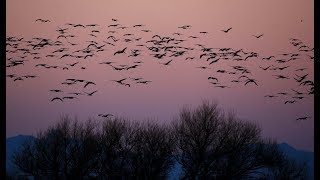 Sandhill cranes take flight at Wings over Willcox [upl. by Dionysus]