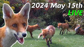 Foxes Live  2024 May 15th [upl. by Ebert]