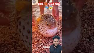 Wow Ball 🏀 fish 🐠🐟😱 fish pufferfish aquarium thefishfans fishing puffe ocean animals shorts [upl. by Letsyrhc]