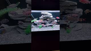 My African cichlid tank cichlid aquarium aquascape [upl. by Nnaaras]