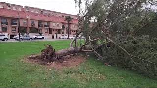 El viento arranca un árbol en Lardero en la zona de Villa Patro [upl. by Siuraj531]