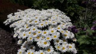 WHOOPSADAISY LEUCANTHEMUM SHASTA DAISY  wwwgardencrossingscom [upl. by Shriver]