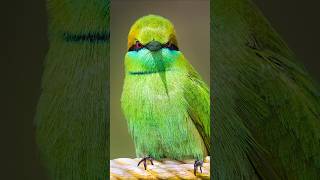 Watch out bees The Green Bee eater is on the hunt shorts [upl. by Josephson]