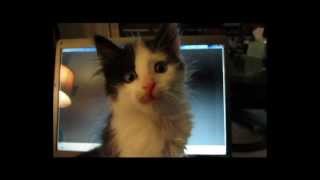 4 MommaCat Lily Tiny Adult Cats at 7 Weeks Old VOKRA [upl. by Airetahs562]