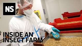 Inside an insect farm Are mealworms a sustainable meat alternative [upl. by Nwatna]