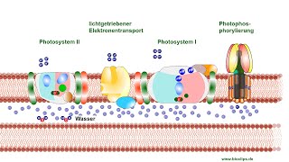 Primärreaktion  Lichtreaktion der Photosynthese [upl. by Albina351]