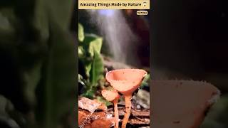 Amazing things made by nature facts like share subscribe [upl. by Kcirdde]