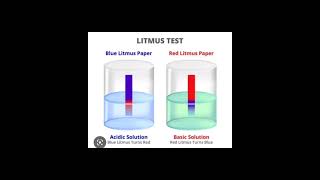 litmus paper test indicator acidbasesalt [upl. by Adiel]