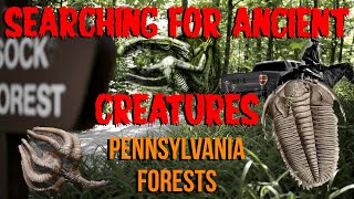 How to find Ancient Fossils in Pennsylvania Forests [upl. by Sandi]