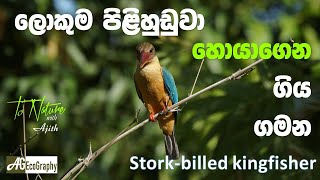 Stork Bill Kingfisher මහ පිළීහුඩුවා [upl. by Zavras408]