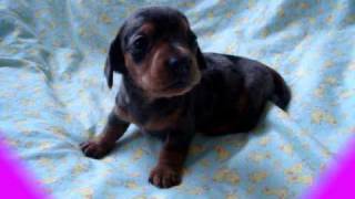 cute little barking mini dachshund puppy [upl. by Nisse]