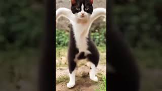 Cat dancing video  cat cats cardance dance dancevideo catshorts viralshorts [upl. by Namolos]