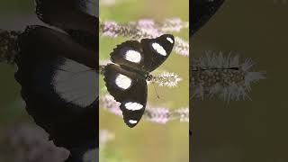 🦋 Male  Danaid Eggfly Hypolimnas misippus in Brushfooted Butterfly Family Nymphalidae [upl. by Hedberg]