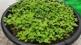 తోటకూర ఇంట్లో పెంచడం ఎంత easy తెలుసా  how to grow amaranthus plants in telugu step by step [upl. by Hamilton]