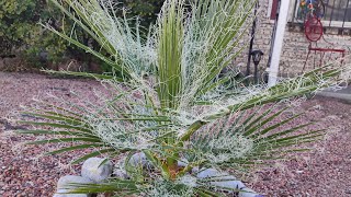 California Fan Palm  Washingtonia Filifera [upl. by Adnohsor]