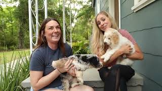 JLDD Goldendoodle VS Bernedoodle [upl. by Houser]