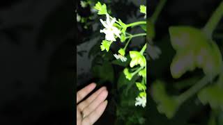 harsingar plant flower👍👍👍😘 song music love bollywood youtubeshorts 😍👍👍 [upl. by Monah]