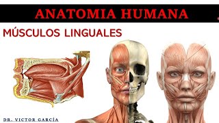 Músculos Linguales  Anatomía Humana en Odontología [upl. by Francesco634]