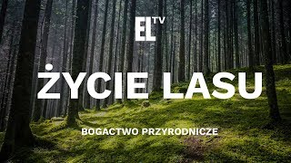 Życie lasu – bogactwo przyrodnicze [upl. by Cutter]