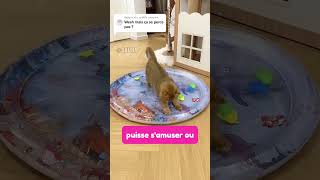 Ce tapis aquatique exprès pour les chats [upl. by Oicul]