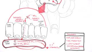 Vitamin B12 Digestion and Absorption [upl. by Noit]